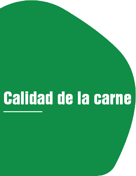 Calidad de la carne